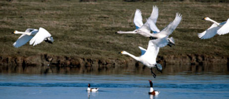 The Flying Swans1.jpg